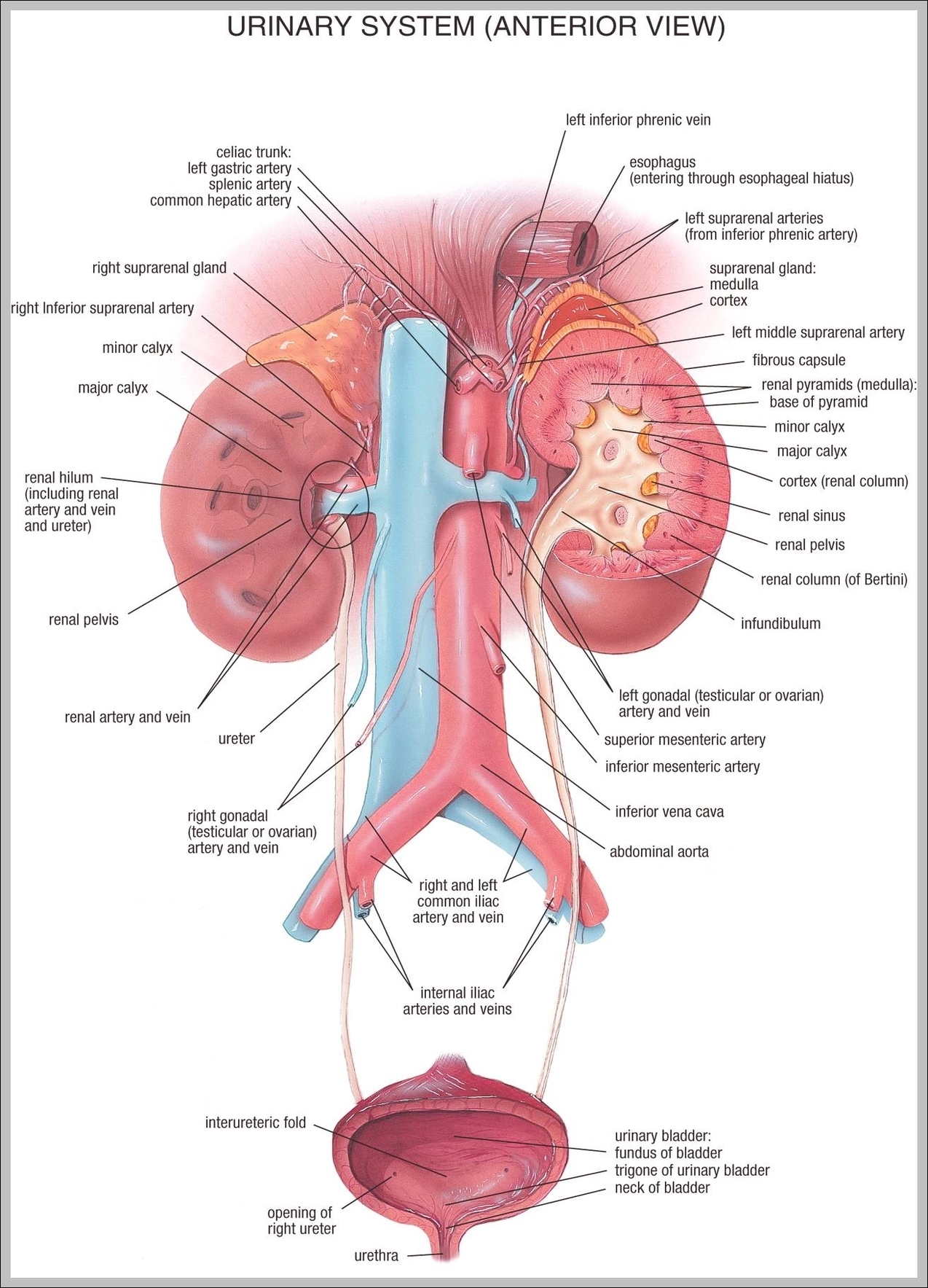 diagram of urinary system