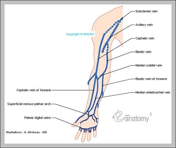 diagram of veins
