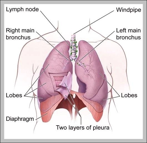 diaphragm of the human body