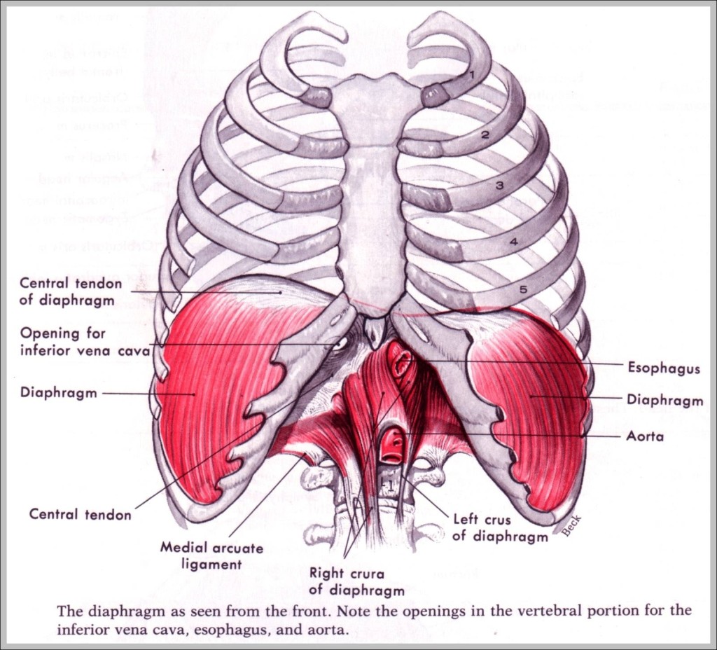 Diaphragm Picture