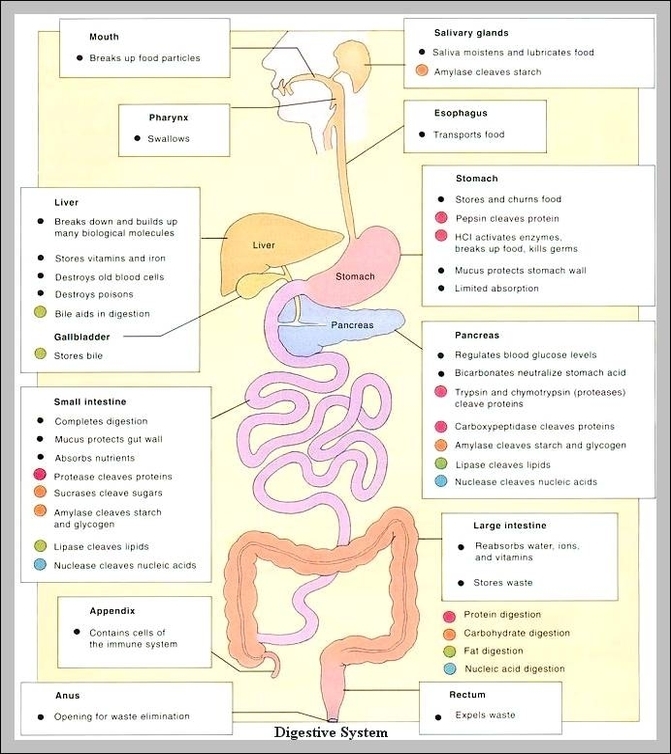 digestive system functions