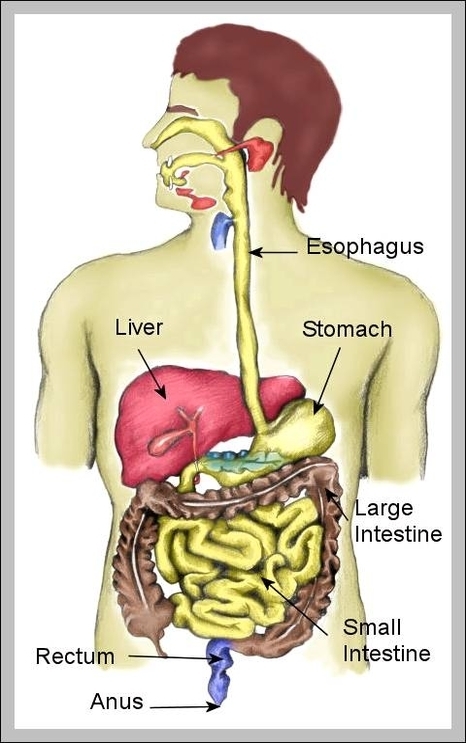 digestive system pictures with labels