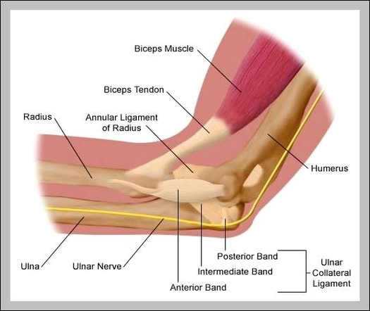 elbow anatomy pictures