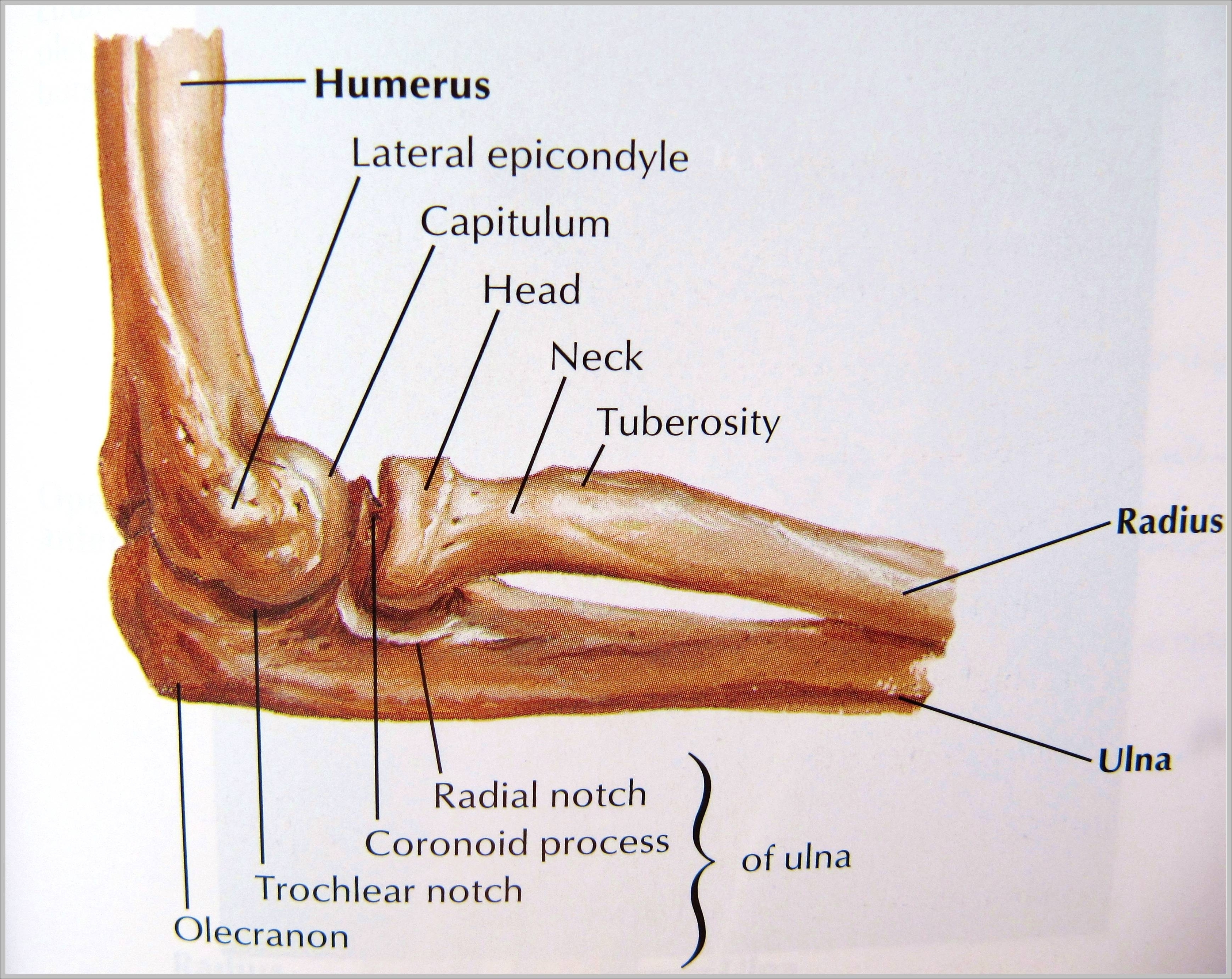 elbow bone anatomy