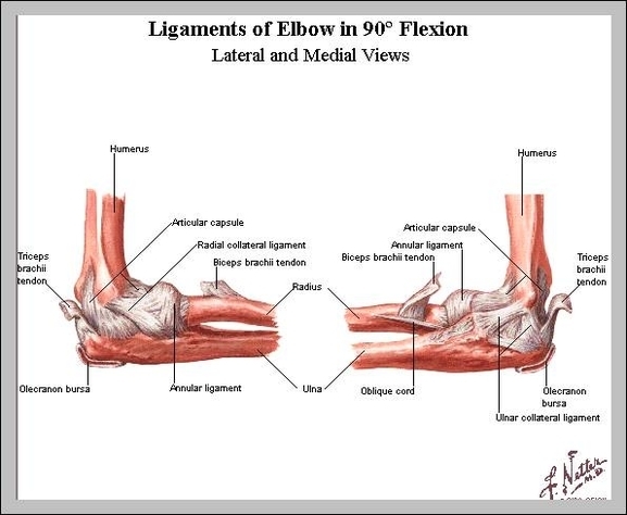 elbow tendons