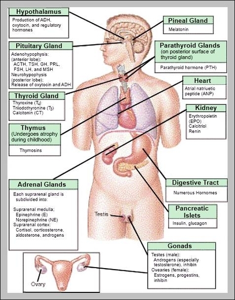 endocrine anatomy