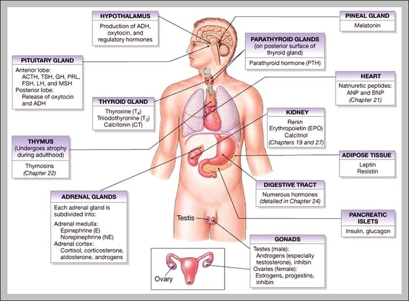 endocrine system major organs