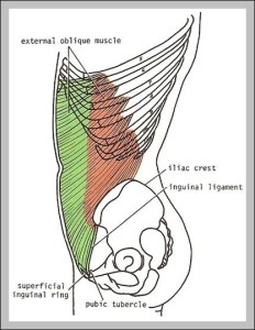 external oblique muscle - Graph Diagram