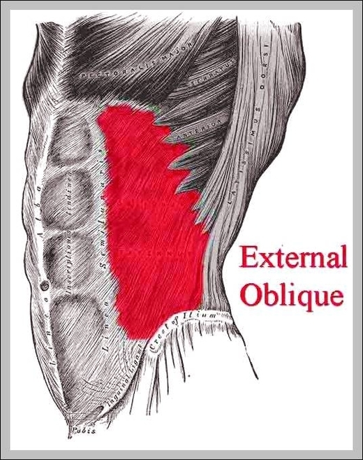 external obliques