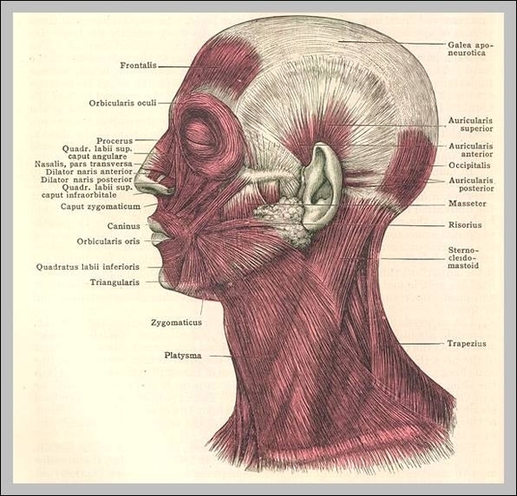 face muscle anatomy