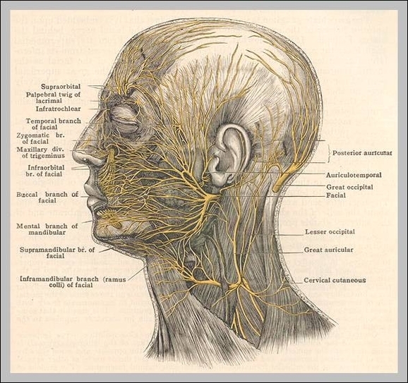 facial anatomy