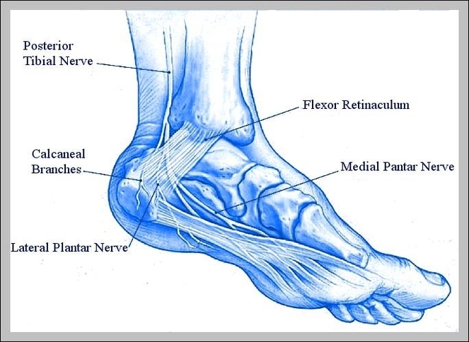 feet nerves