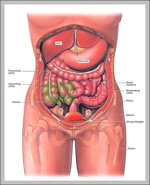 female abdominal anatomy