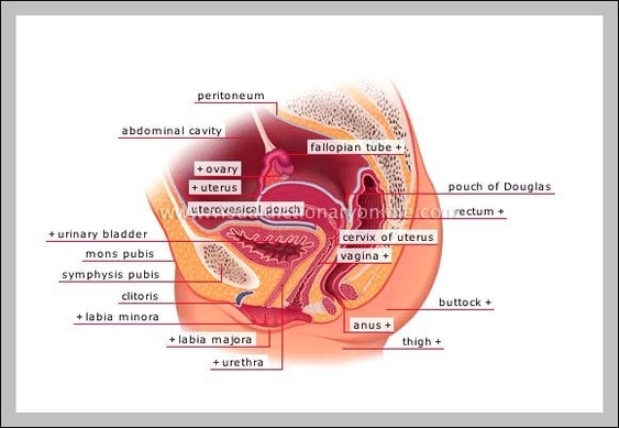 female anatomy organs