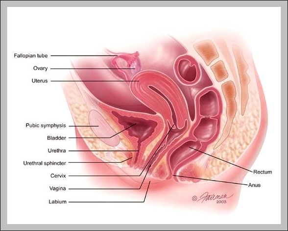 female anatomy pictures