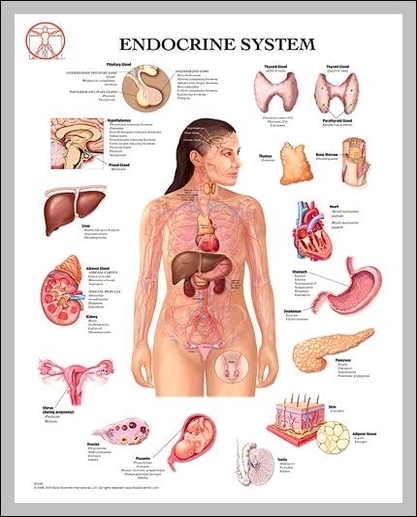 female endocrine system