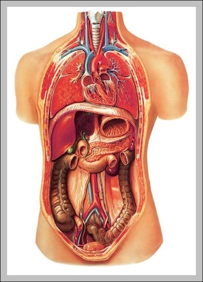 female internal organs