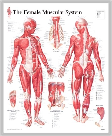 female muscular system