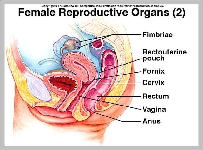 female reproductive system anatomy diagram