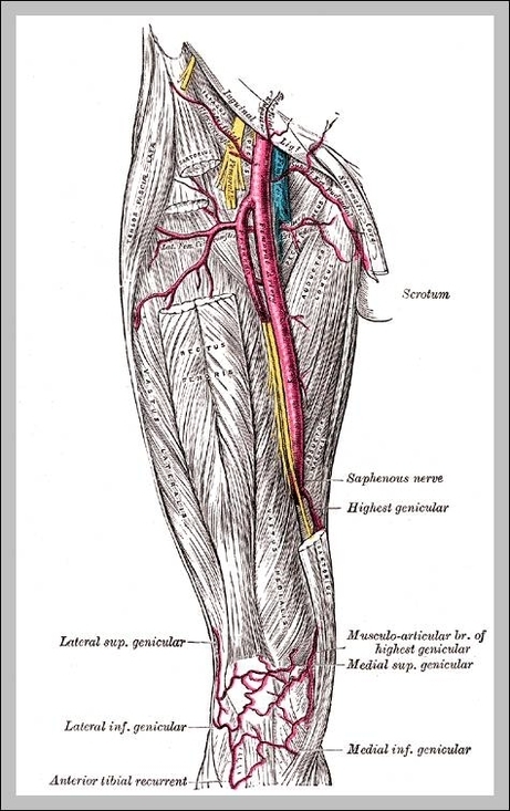 femoral artery vein