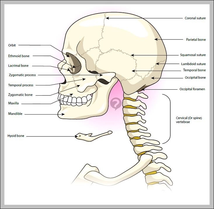 first cervical vertebra