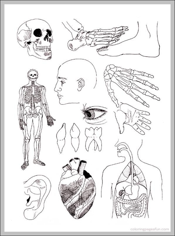 free printable anatomy coloring pages