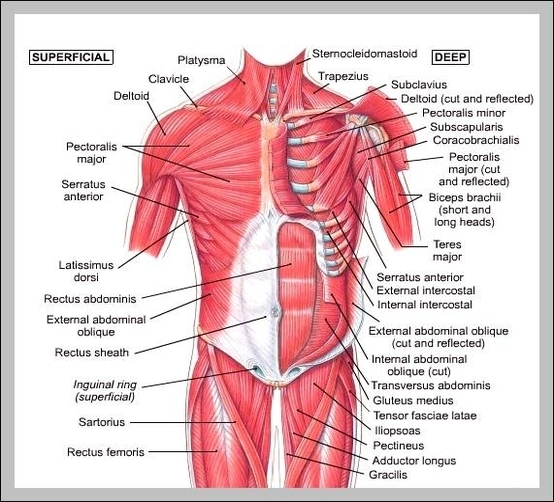 front muscles of the body