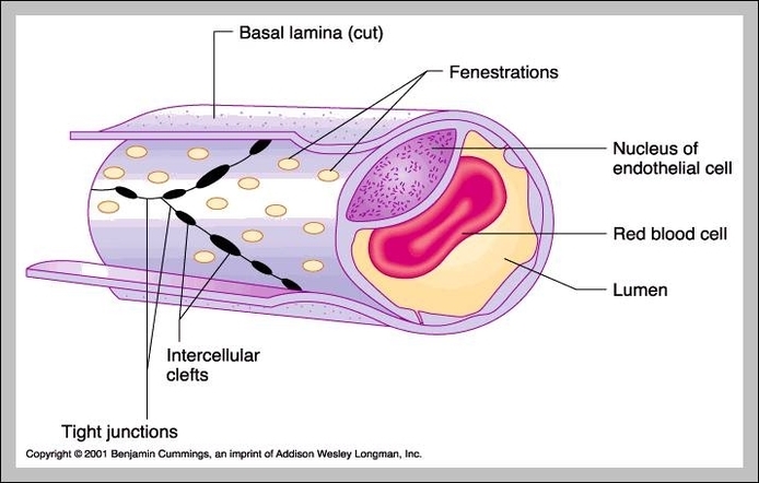 function of capillaries