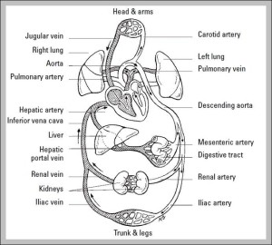 function of cardiovascular system – Graph Diagram