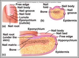 function of integumentary system - Graph Diagram