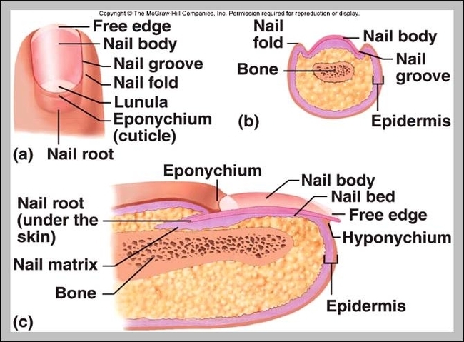 function of integumentary system