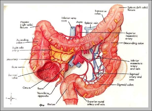 function of small intestine