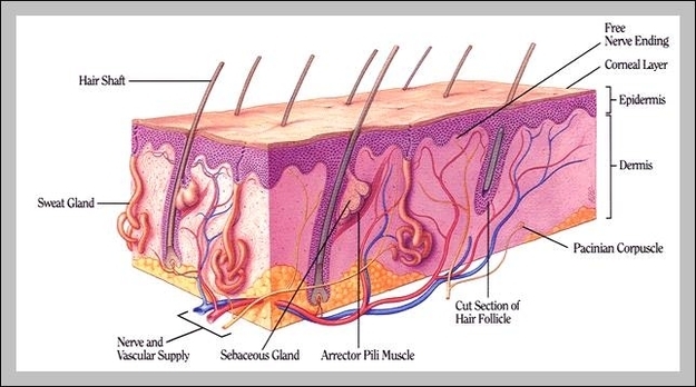 function of sweat glands