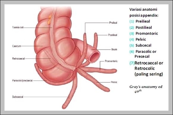 function of the appendix