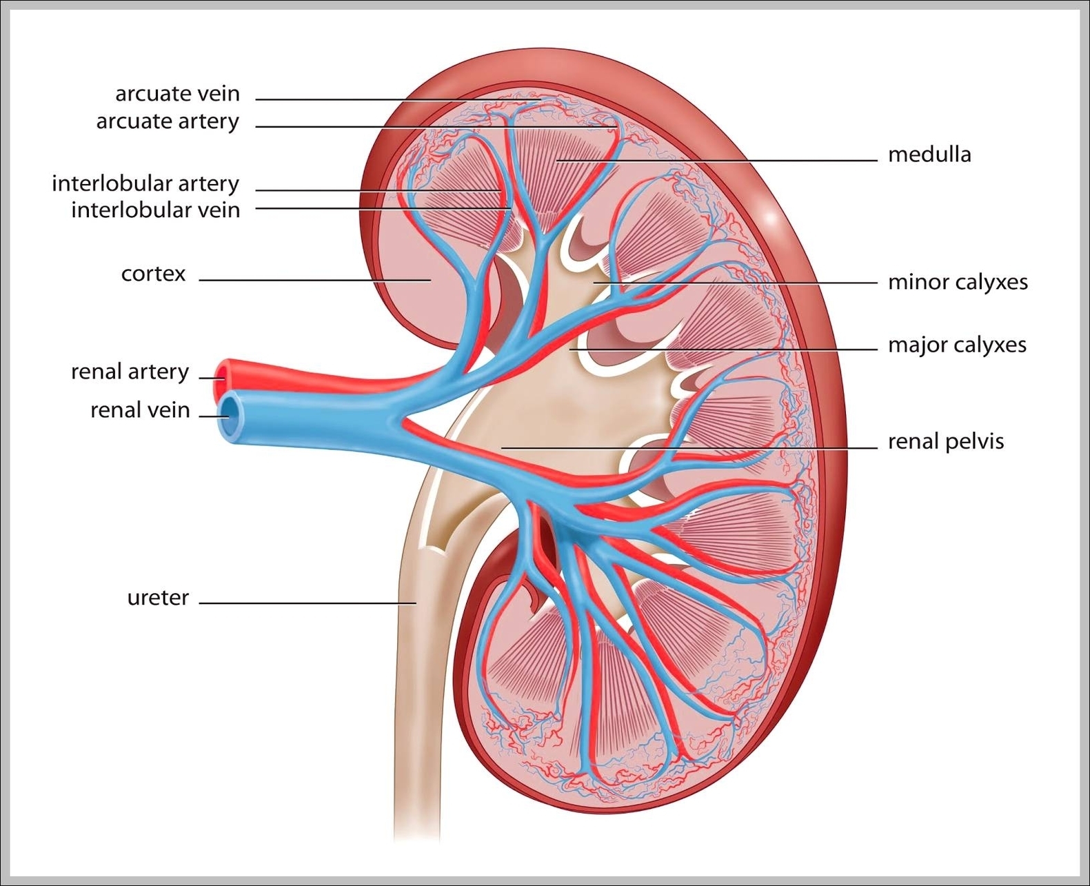 function of the kidney