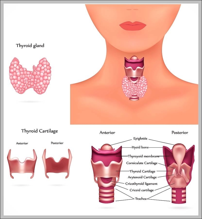 function of the thyroid gland