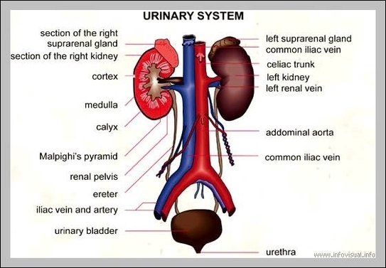 function of urinary system