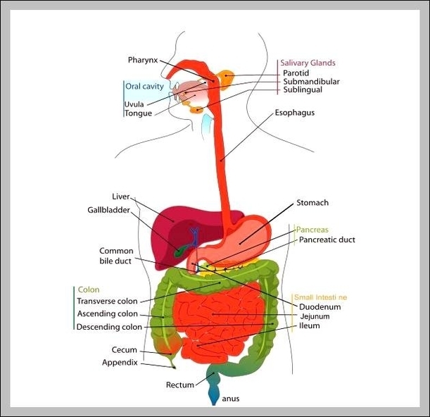 functions of digestive system - Graph Diagram