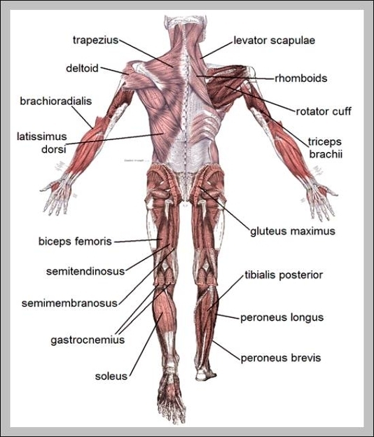 functions of muscular system
