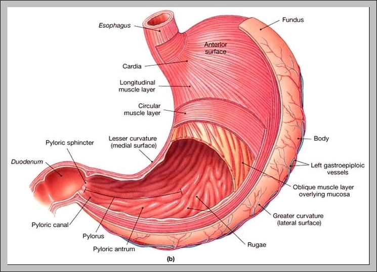 functions of stomach