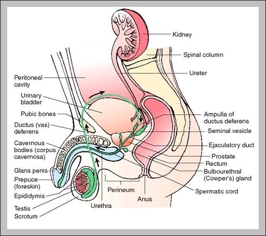 functions of the male reproductive system
