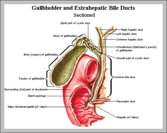 gall bladder anatomy