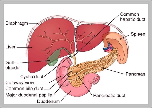 gall bladder system