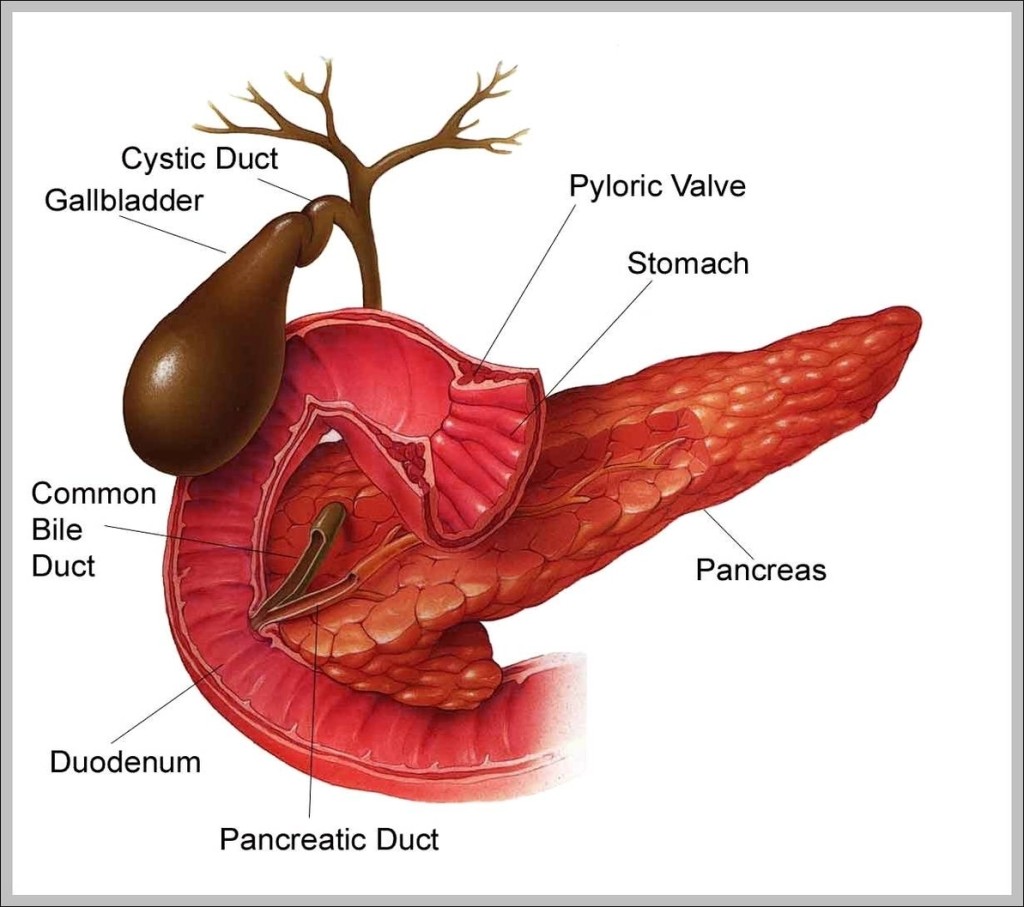 Gallbladder