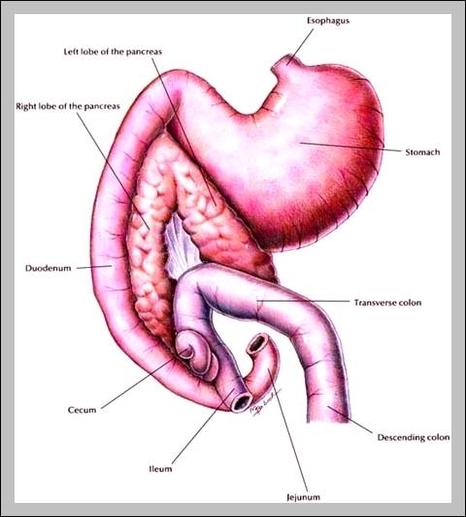 gastrointestinal pictures
