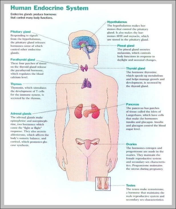 glands in endocrine system