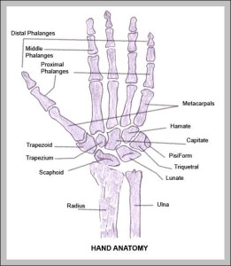 Hand And Wrist Bones Diagram