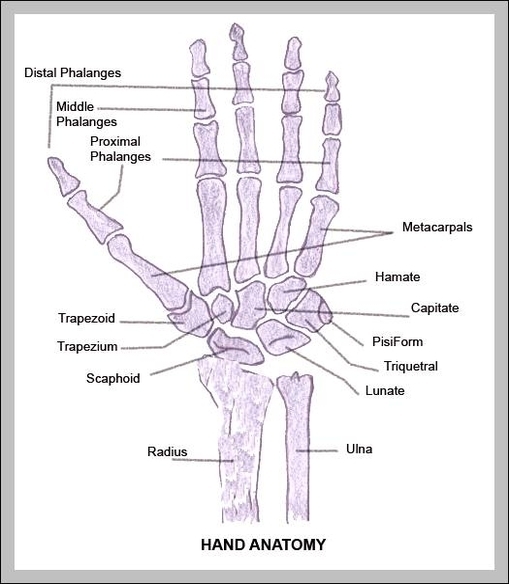 hand and wrist bones diagram