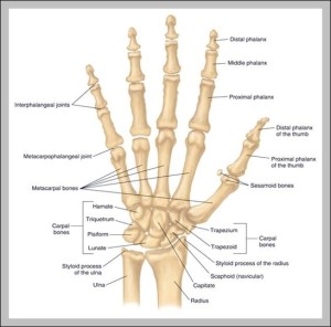 hand joints – Graph Diagram