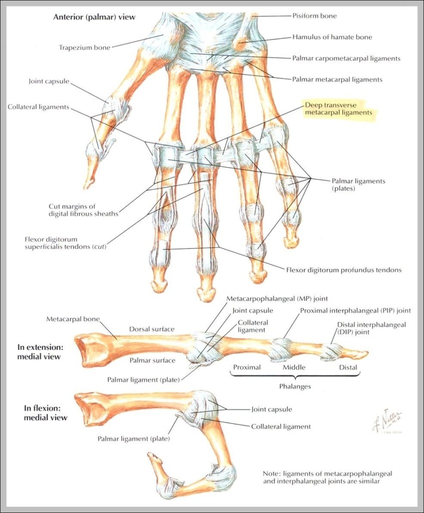 hand joints Archives - Graph Diagram